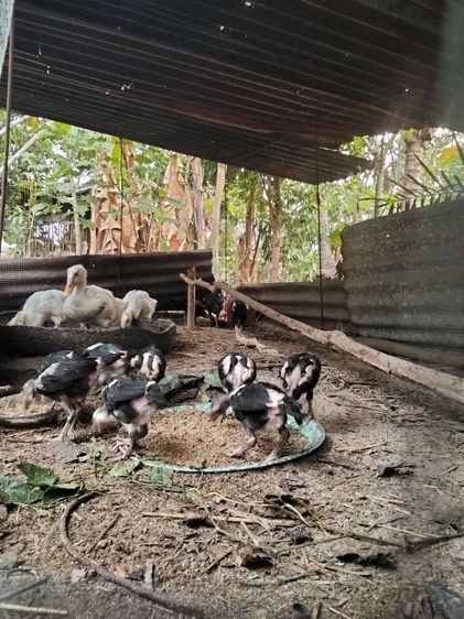 ไก่ชนก๋อยวัย3เดือน รูปที่ 2