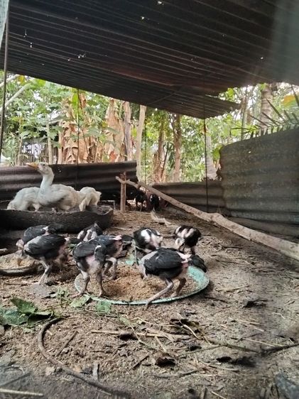 ไก่ชนก๋อยวัย3เดือน