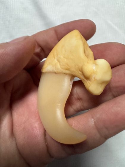 ของขลังของเก่าจากลุงที่อยุ่รัฐฉานพม่าเอามาให้ขาย รูปที่ 6