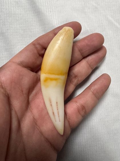 ของขลังของเก่าจากลุงที่อยุ่รัฐฉานพม่าเอามาให้ขาย รูปที่ 11