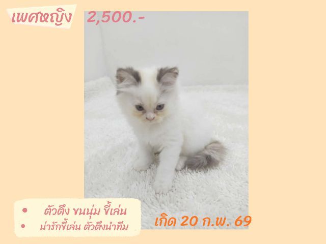 ลูกแมวสก็อตติชโฟลด์แท้เรทโล๊ะด่วน(คนขายเลี้ยงเอง) รูปที่ 2