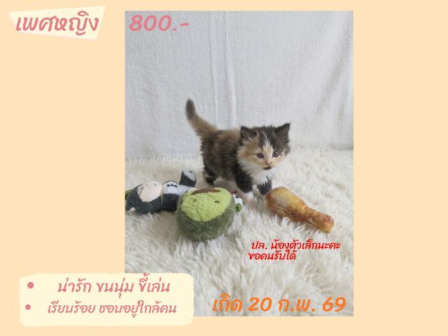 ลูกแมวสก็อตติชโฟลด์แท้เรทโล๊ะด่วน(คนขายเลี้ยงเอง)