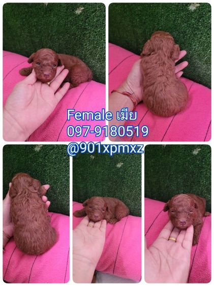 poodletoy พุดเดิ้ลทอย หน้าหมี เกรดพรีเมียม  รูปที่ 4