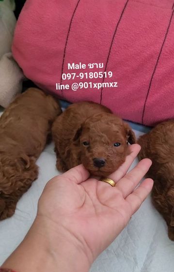 poodletoy พุดเดิ้ลทอย หน้าหมี เกรดพรีเมียม  รูปที่ 6