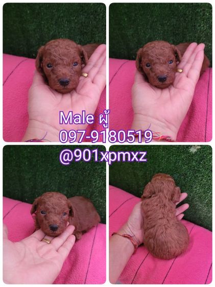 พุดเดิ้ล (Poodle) เล็ก poodletoy พุดเดิ้ลทอย หน้าหมี เกรดพรีเมียม 