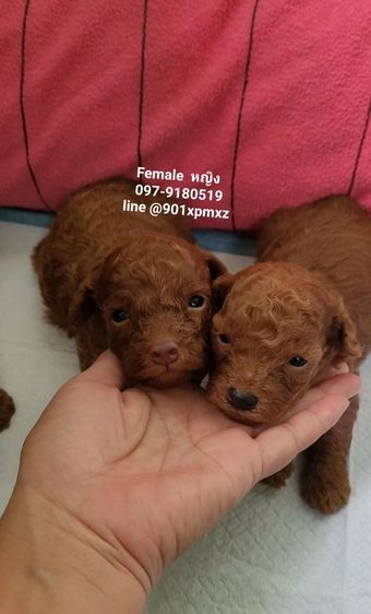 poodletoy พุดเดิ้ลทอย หน้าหมี เกรดพรีเมียม  รูปที่ 5