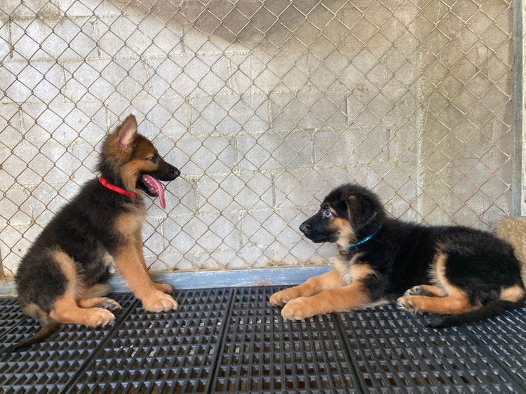 ลูกสุนัขเยอรมันเชพเพิร์ด เพศเมีย รูปที่ 2