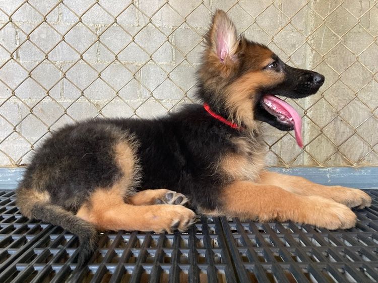 ลูกสุนัขเยอรมันเชพเพิร์ด เพศเมีย รูปที่ 4