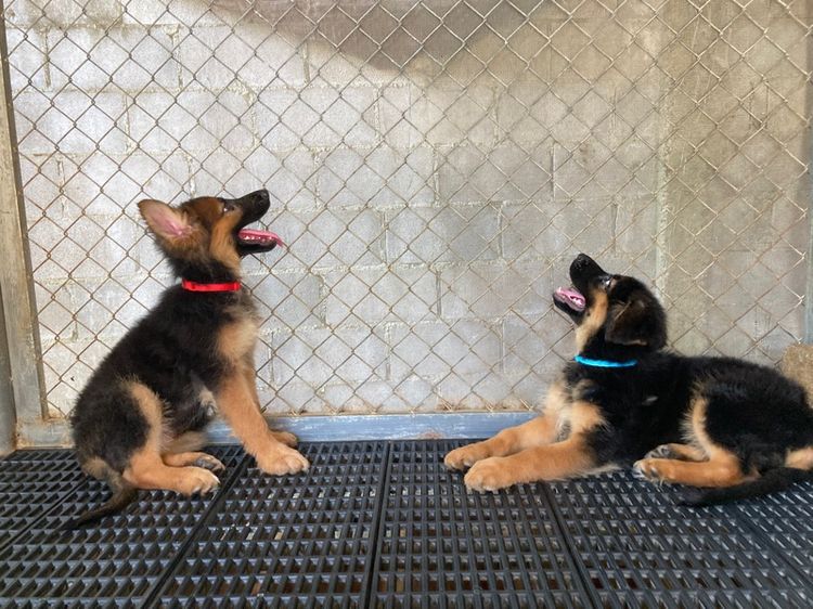 ลูกสุนัขเยอรมันเชพเพิร์ด เพศเมีย