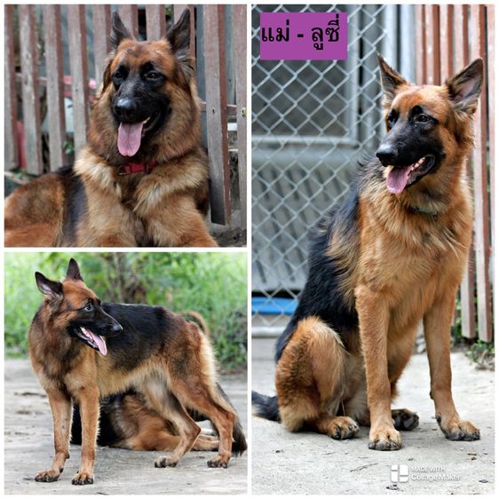 ลูกสุนัขเยอรมันเชพเพิร์ด เพศเมีย รูปที่ 7