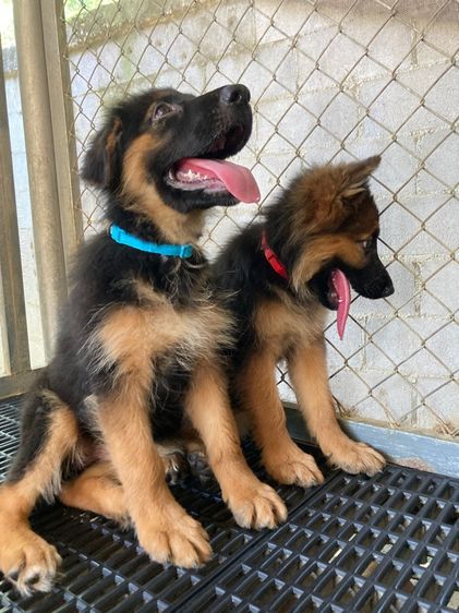 ลูกสุนัขเยอรมันเชพเพิร์ด เพศเมีย รูปที่ 3