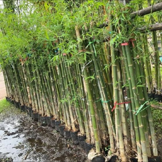 ปลูก ไผ่ เลยครับ โตไว ทำรั้วได้จริง