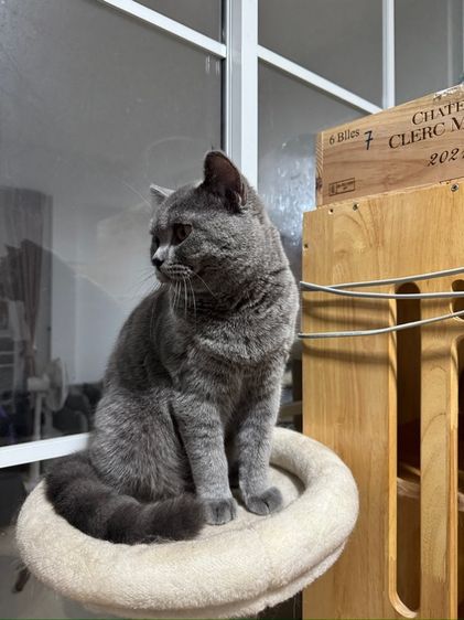 บริติช บลู เพศชาย รูปที่ 9