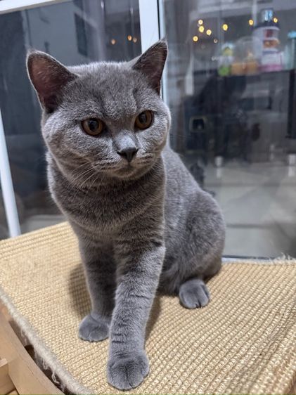 บริติช บลู เพศชาย รูปที่ 6