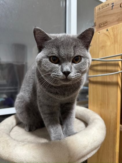 บริติช บลู เพศชาย