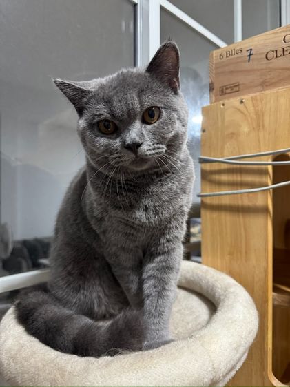 บริติช บลู เพศชาย รูปที่ 10