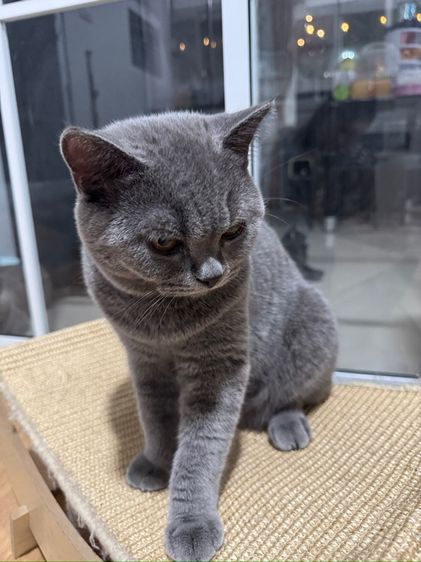 บริติช บลู เพศชาย รูปที่ 4