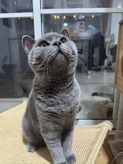 บริติช บลู เพศชาย รูปที่ 5