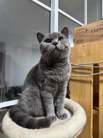 บริติช บลู เพศชาย รูปที่ 8