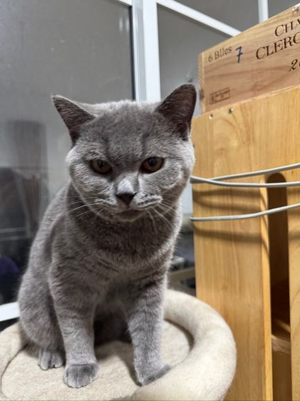 บริติช บลู เพศชาย รูปที่ 2