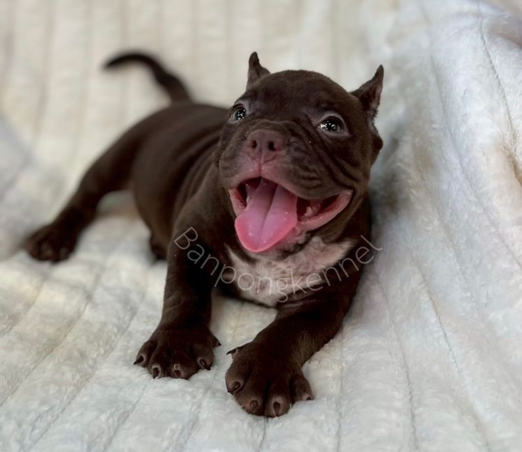 ลูกบลูลี่สายเลือดดี รูปที่ 6