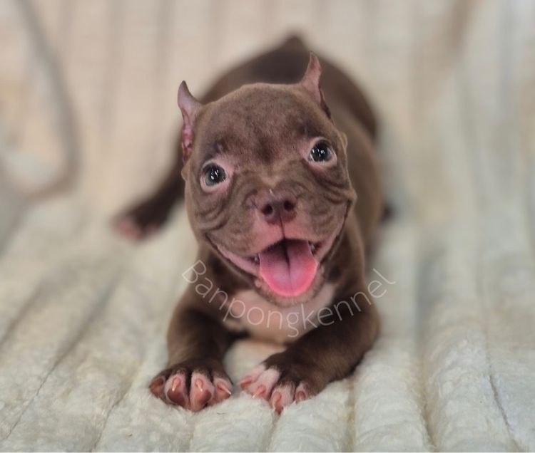 ลูกบลูลี่สายเลือดดี รูปที่ 4