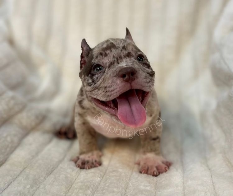 ลูกบลูลี่สายเลือดดี รูปที่ 5