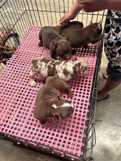 ลูกบลูลี่สายเลือดดี รูปที่ 3