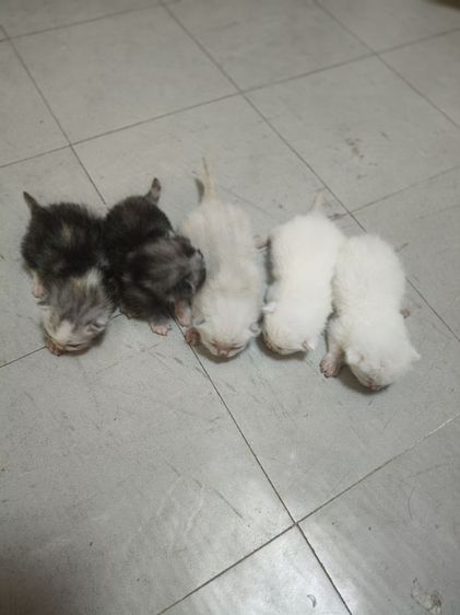 อเมริกันผสมเปอร์เซีย เปิดจอง รูปที่ 3