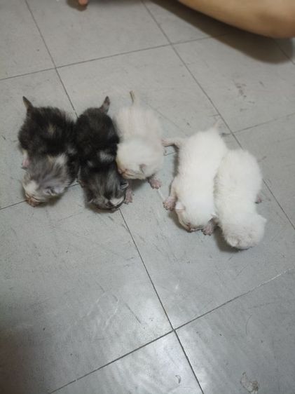 อเมริกันผสมเปอร์เซีย เปิดจอง รูปที่ 2