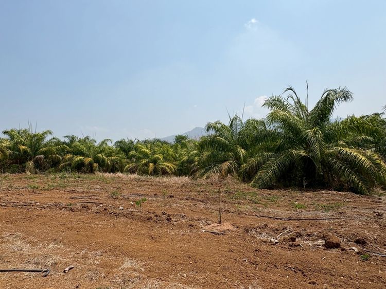 📢 ขายที่ดินสวนปาล์ม 34 ไร่ อ.หล่มสัก จ.เพชรบูรณ์ รูปที่ 3