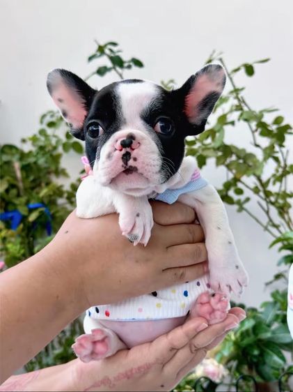 เฟรนบลูด็อก หญิง ลายวัว รูปที่ 2