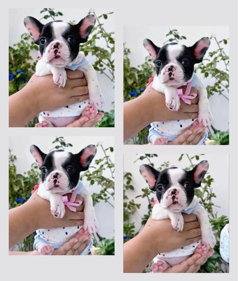 เฟรนช์ บูลด็อก (French Bulldog) เล็ก เฟรนบลูด็อก หญิง ลายวัว