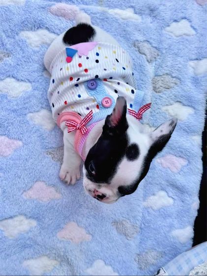 เฟรนบลูด็อก หญิง ลายวัว รูปที่ 6