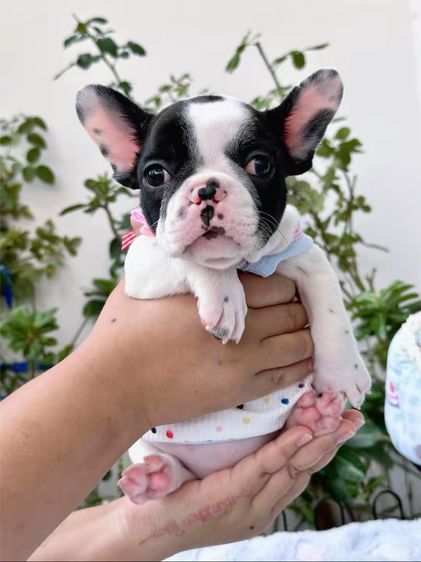 เฟรนบลูด็อก หญิง ลายวัว รูปที่ 3