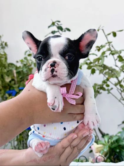 เฟรนบลูด็อก หญิง ลายวัว รูปที่ 4