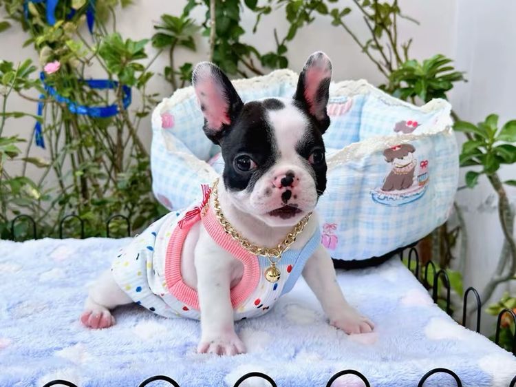 เฟรนบลูด็อก หญิง ลายวัว รูปที่ 7