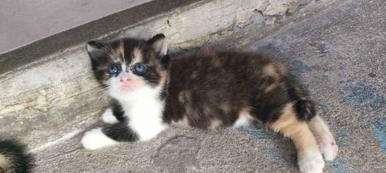 แมว รูปที่ 4