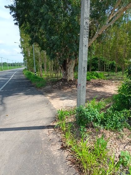 ที่ดิน 8 ไร่ ติดภนนลาดยาง อำเภอพนมสารคาม จังหวัดฉะเชิงเทรา