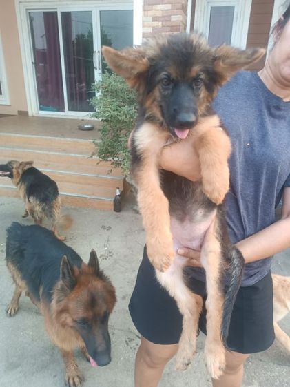 เยอรมันเชพเพิร์ด รูปที่ 3