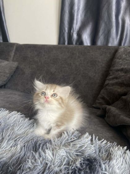 มันช์กิ้น หญิง ขาสั้น