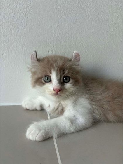 อเมริกันเคิร์ล รูปที่ 4