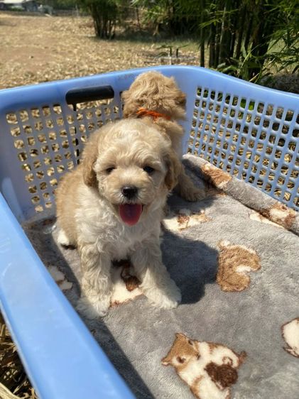 พุดเดิ้ลทอย รูปที่ 5