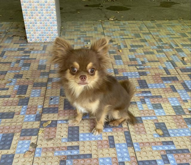 ชิวาวา (Chihuahua) เล็ก ชิวาว่าขนยาวไซส์จิ๋ว
