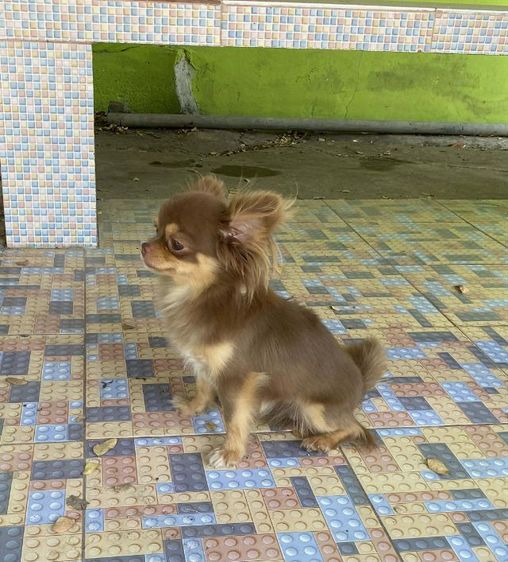 ชิวาว่าขนยาวไซส์จิ๋ว รูปที่ 3