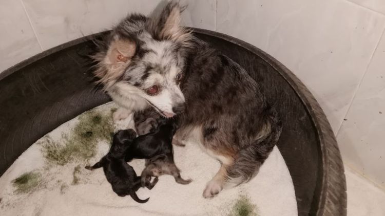 ชิวาว่าขนยาวไซส์จิ๋ว รูปที่ 2