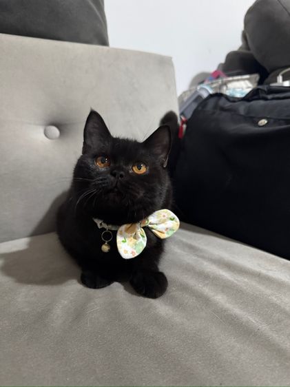 บริติช ชอร์ตแฮร์ หญิงสีดำ รูปที่ 4