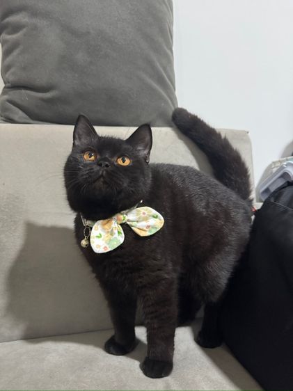 บริติช ชอร์ตแฮร์ หญิงสีดำ รูปที่ 9