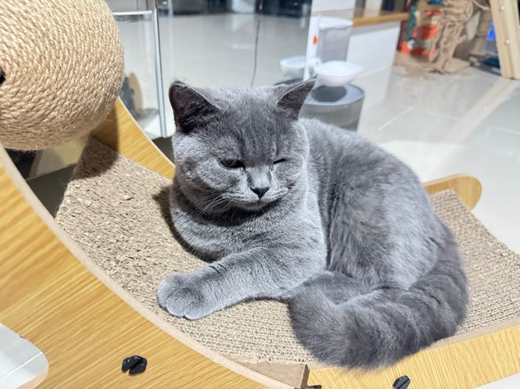 บริติช ชอร์ตแฮร์ สีบลู เพศหญิง WCB  รูปที่ 6