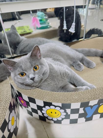 บริติช ชอร์ตแฮร์ สีบลู เพศหญิง WCB 